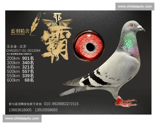 安捷信鸽赛事现场直播全程回放与精彩瞬间解析